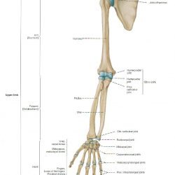 Bones Of The Hand And Forearm