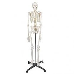 Human Skeleton Life Size