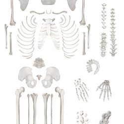 Human Disarticulated Skeleton