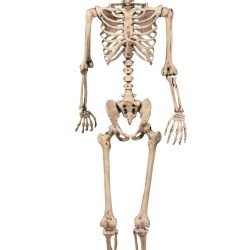 Human Skeleton