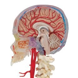 Brain Model with Skull