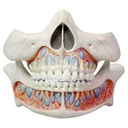 Deciduous Teeth Model