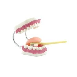 Dental Hygiene Model