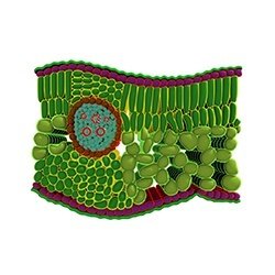 Dicot Leaf Ts