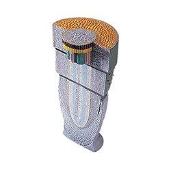 Dicot Root Tip Model