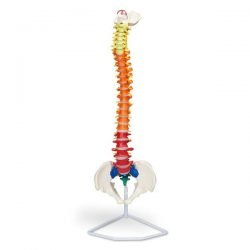 Flexible Spinal Column With Colour Coded Regions
