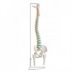 Flexible Vertebral Column With Femur Heads And Muscle Insertions
