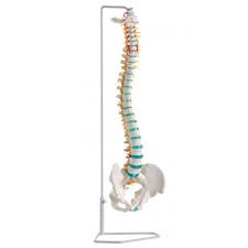 Flexible Vertebral Column