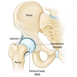Hip Joint