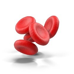 Human Blood Cells