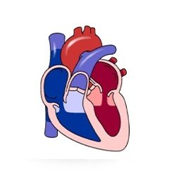 Human Circulatory System