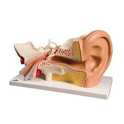 Human Ear Model 4 Parts