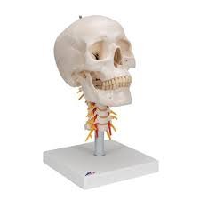 Human Skull Model With Cervical Spine