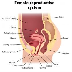 Internal Female Reproductive Organs
