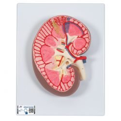 Kidney Model