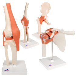 Knee Joints Set