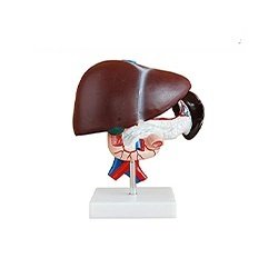 Human Liver Model