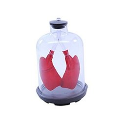 Lung Demonstration Apparatus