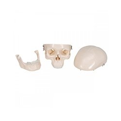 Mini Skeleton