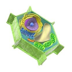 Plant Cell