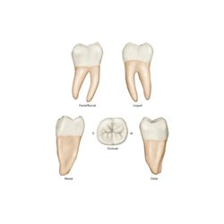 Right Lower First Molar