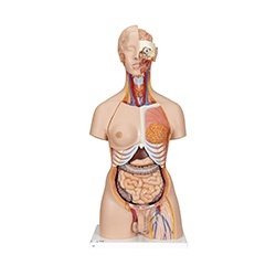 Torso Dual Sex
