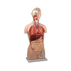 Torso Open Back Sexless 17 Part