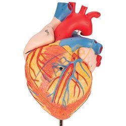 Human Heart - 4 Parts