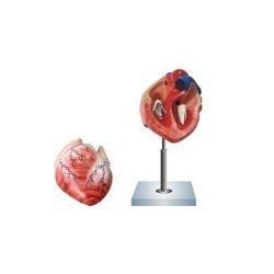 Human Heart - 2 Parts