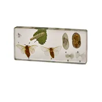 Zoology Models