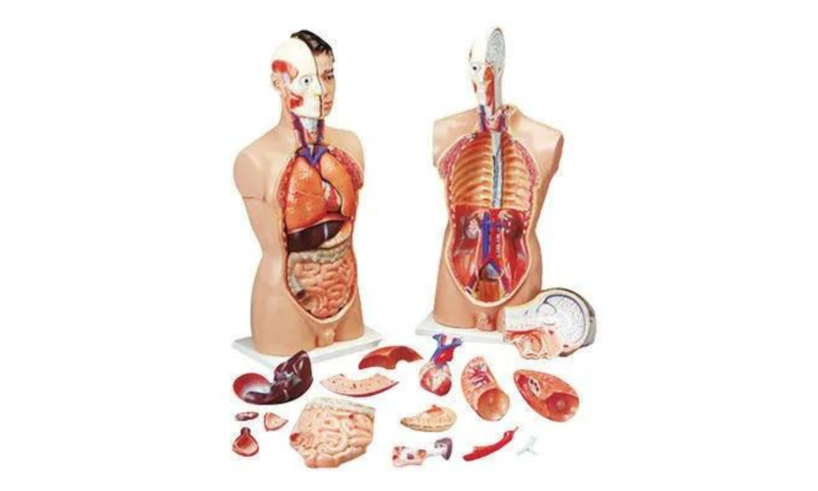 biology-lab-equipment