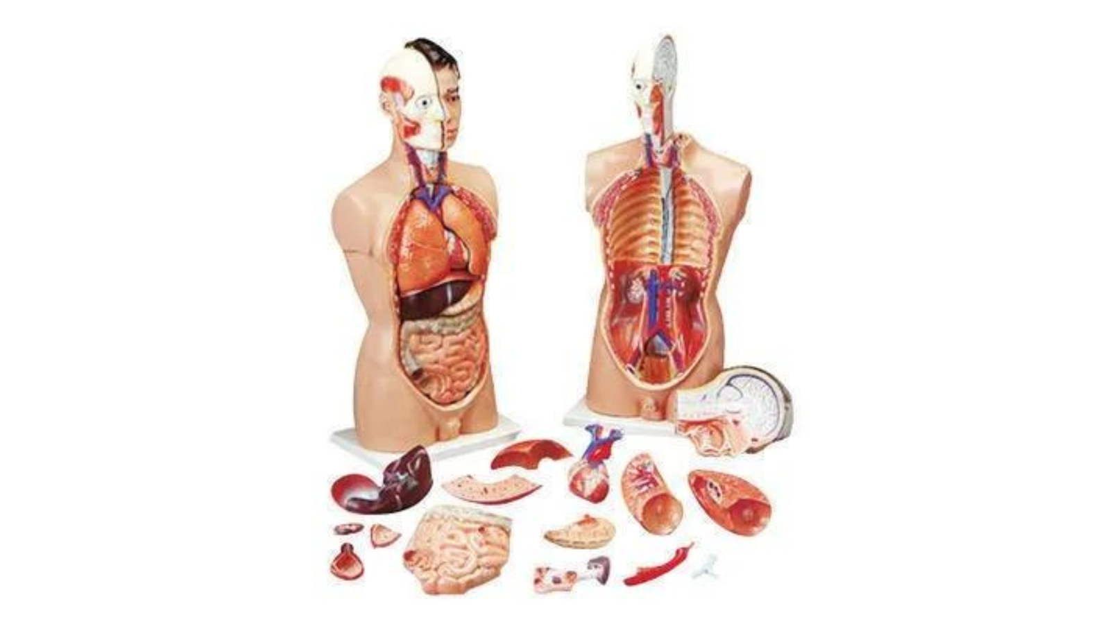 biology-lab-equipment