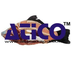 Fish Anatomy Model